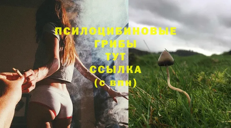 Галлюциногенные грибы Psilocybine cubensis  Мытищи 